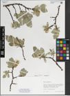 Foto von Salix lanata L.